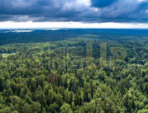 Wigierski Park Narodowy – panorama 360°
